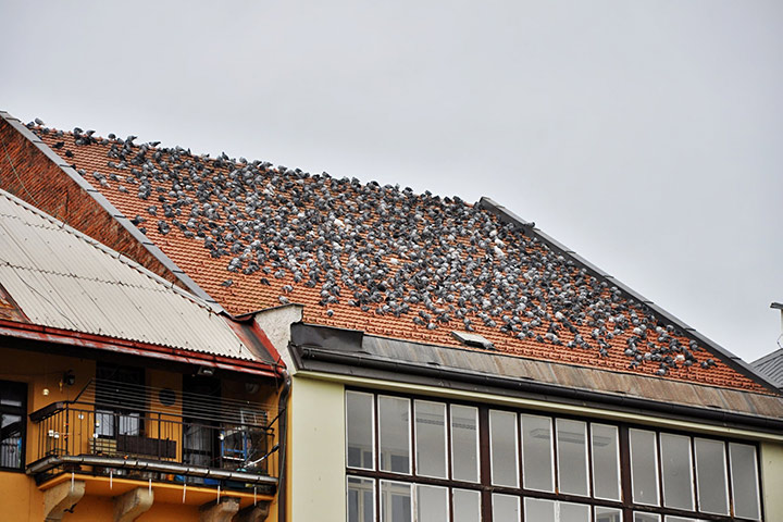 A2B Pest Control are able to install spikes to deter birds from roofs in Forest Gate. 