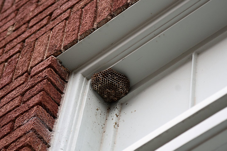We provide a wasp nest removal service for domestic and commercial properties in Forest Gate.